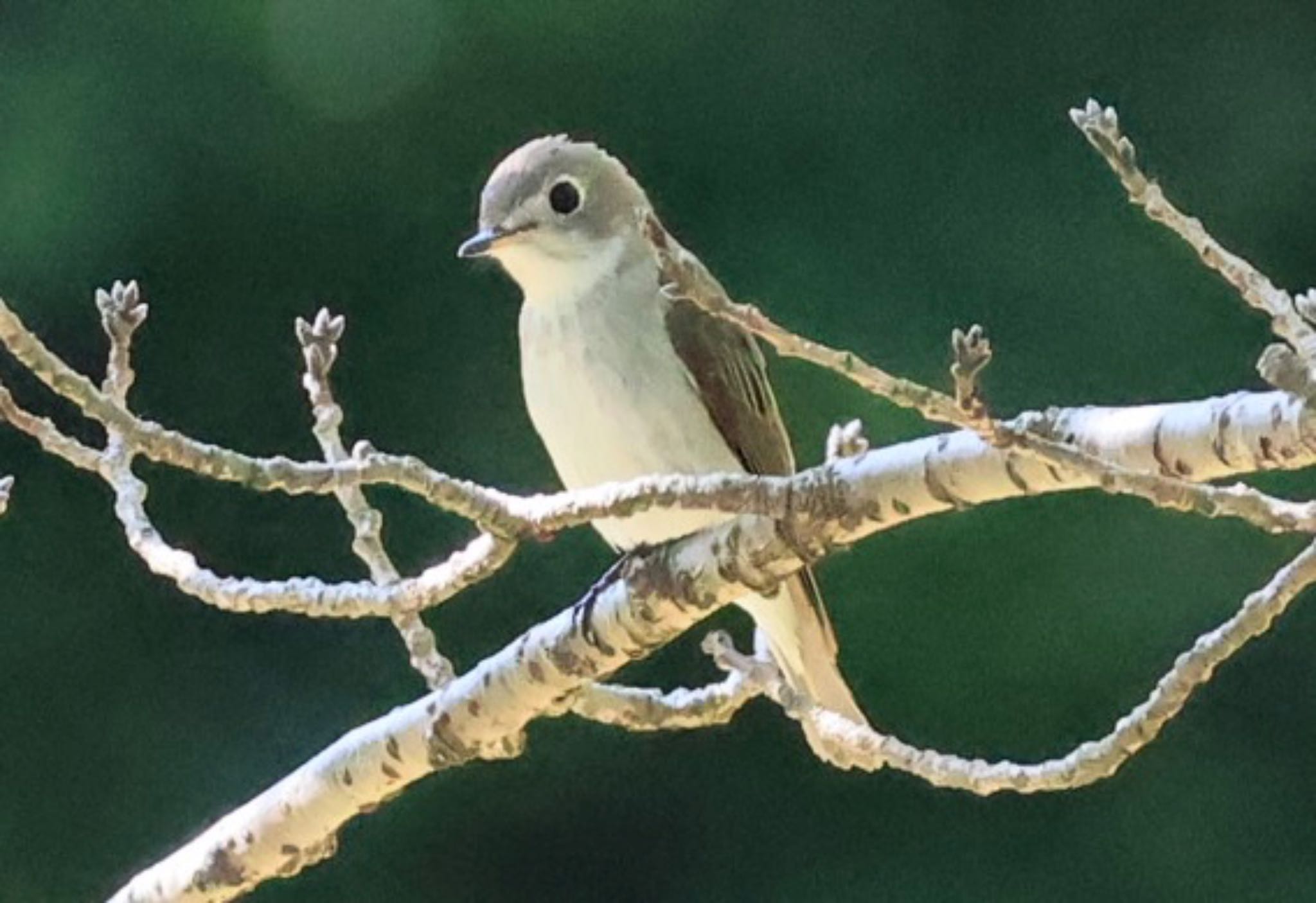 Photo of Asian Brown Flycatcher at 甲山森林公園 by ぼよ