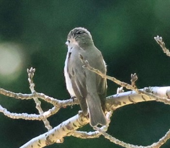 Asian Brown Flycatcher 甲山森林公園 Fri, 5/10/2024