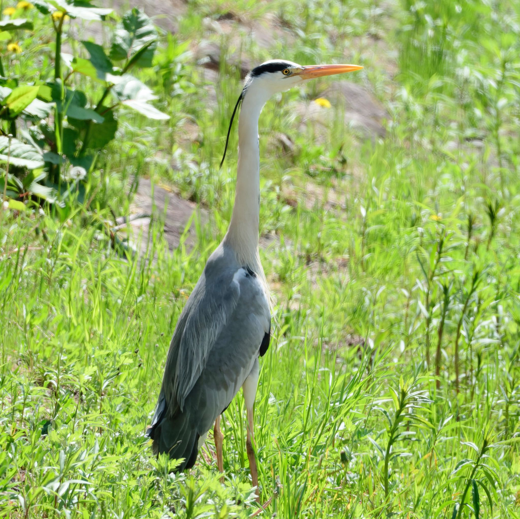 Photo of Grey Heron at Nishioka Park by haha.9535