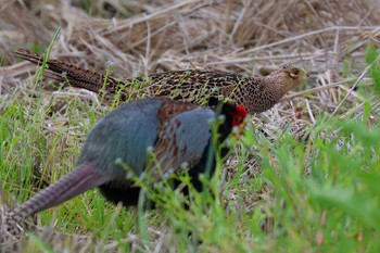 Green Pheasant 浮島ヶ原自然公園 Thu, 5/9/2024