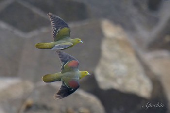 White-bellied Green Pigeon Terugasaki Beach Mon, 5/6/2024