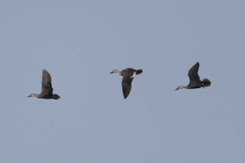 Eastern Spot-billed Duck 多摩川二ヶ領宿河原堰 Mon, 4/29/2024