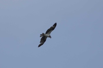 Osprey 多摩川二ヶ領宿河原堰 Mon, 4/29/2024