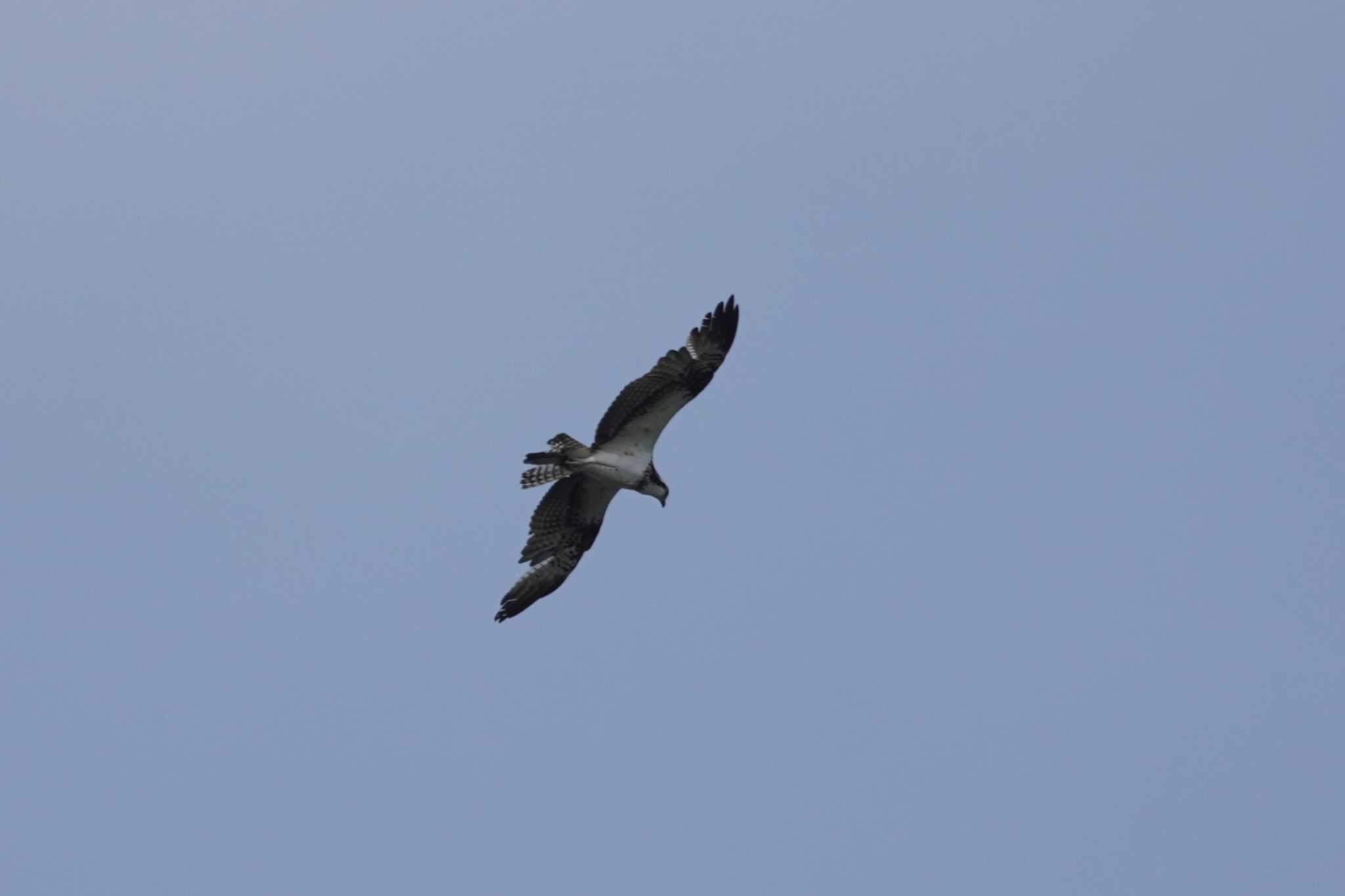 Photo of Osprey at 多摩川二ヶ領宿河原堰 by たっちゃんち