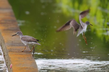 Grey-tailed Tattler 浮島ヶ原自然公園 Thu, 5/9/2024