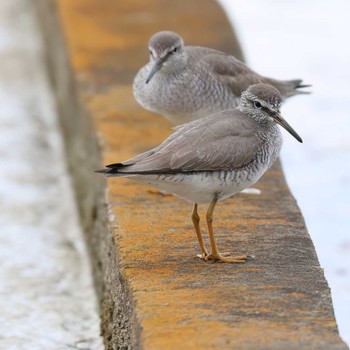 Grey-tailed Tattler 浮島ヶ原自然公園 Thu, 5/9/2024