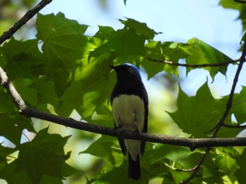 2024年5月10日(金) 道南四季の杜公園の野鳥観察記録