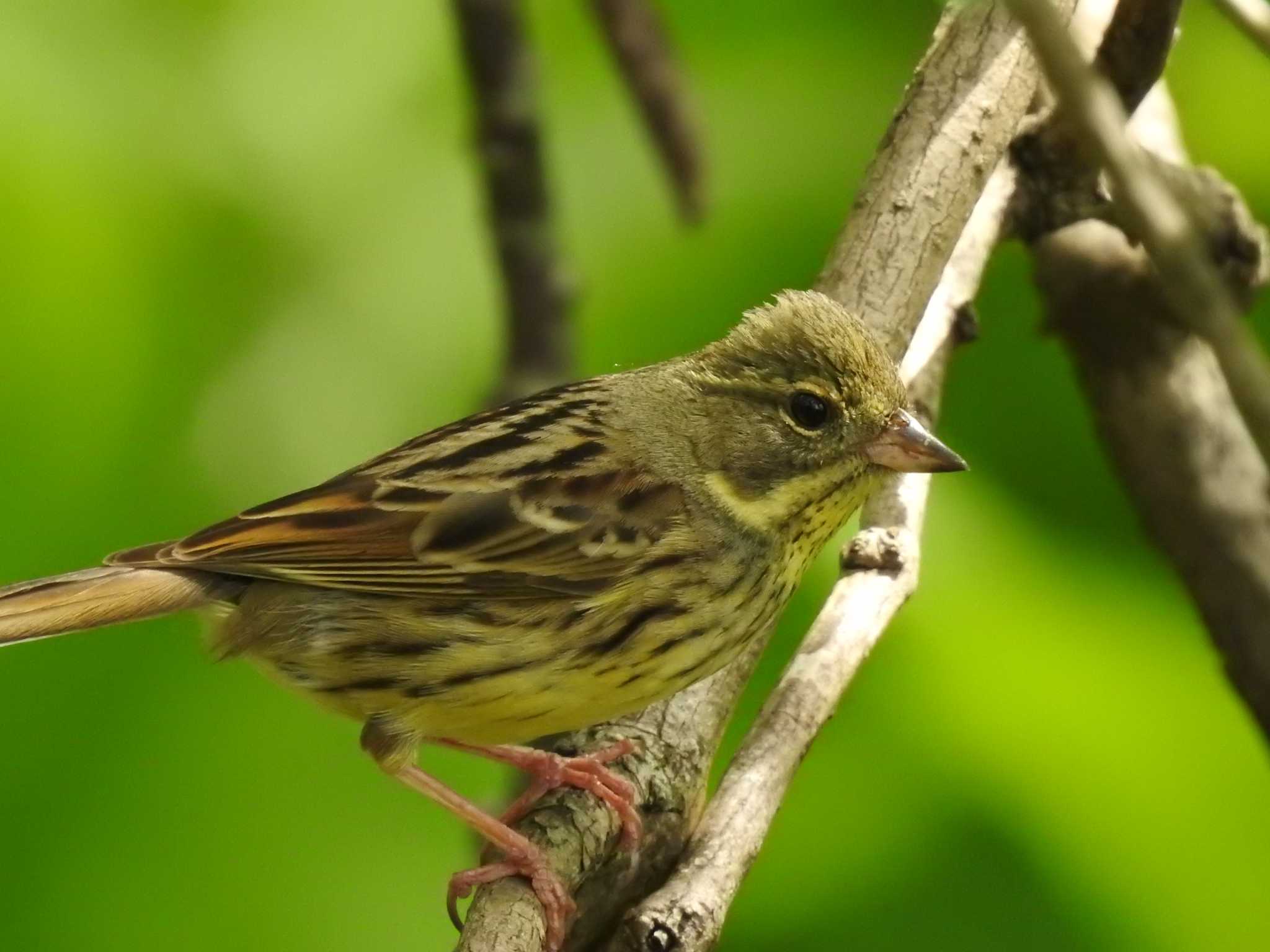 Masked Bunting