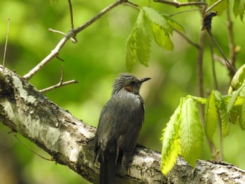 Brown-eared Bulbul 道南四季の杜公園 Fri, 5/10/2024