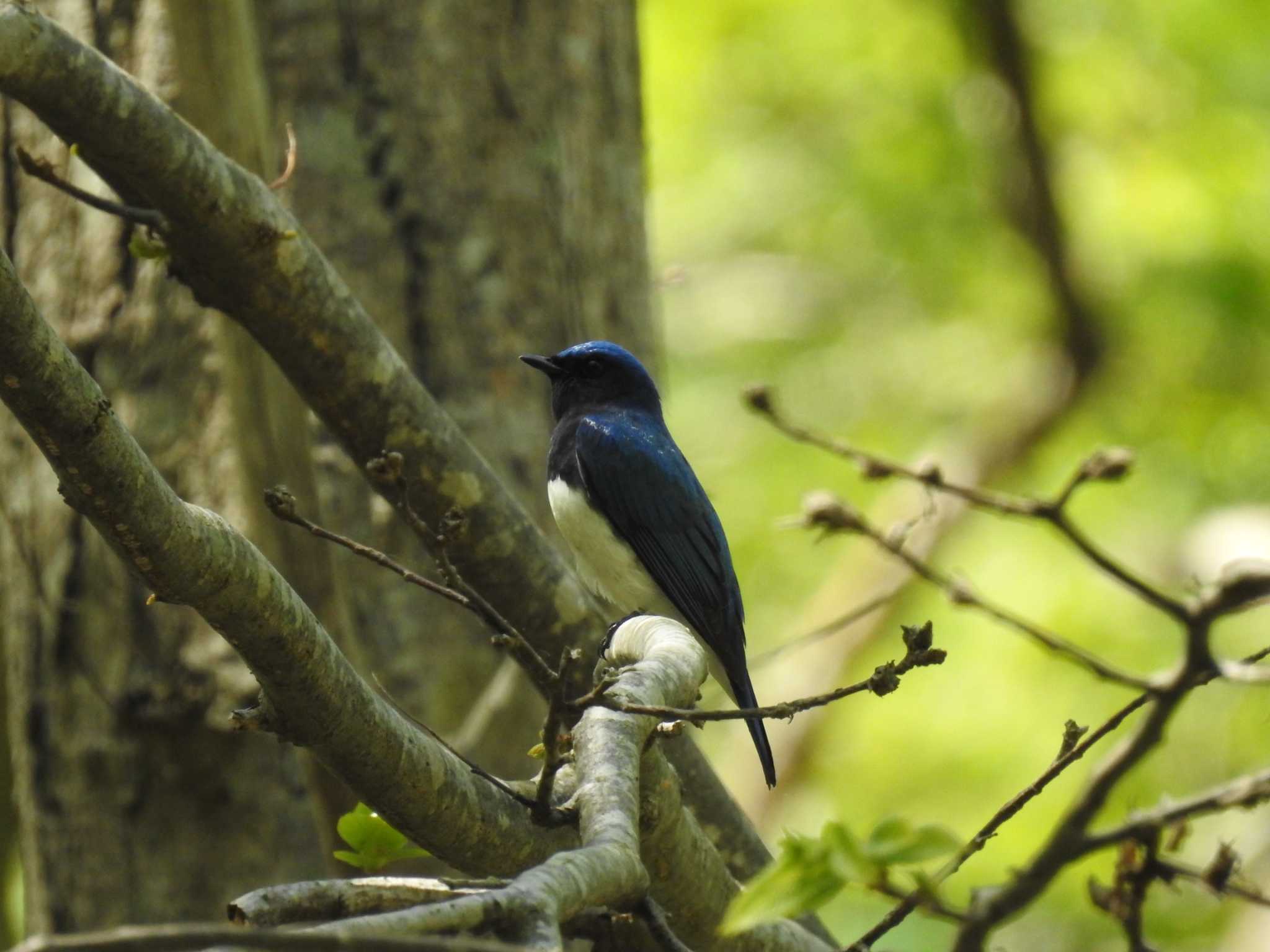 Blue-and-white Flycatcher