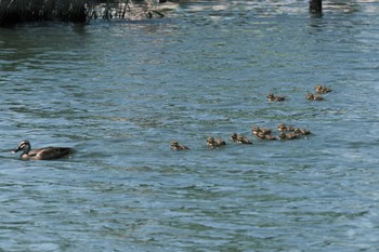 Eastern Spot-billed Duck 旧中川水辺公園 Fri, 5/10/2024