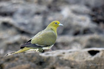 White-bellied Green Pigeon Terugasaki Beach Mon, 5/6/2024