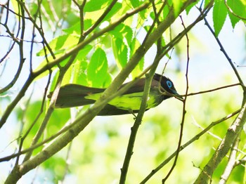 サンコウチョウ 大阪城公園 2024年5月10日(金)