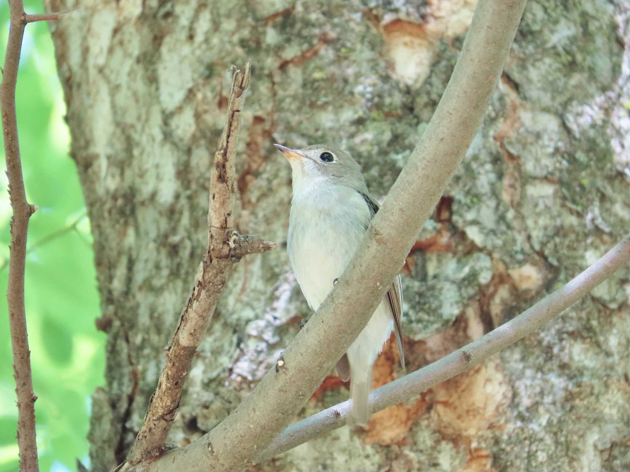 Photo of Asian Brown Flycatcher at Osaka castle park by Toshihiro Yamaguchi