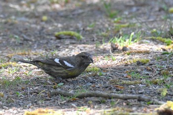 Fri, 5/10/2024 Birding report at 弘前公園(弘前城)