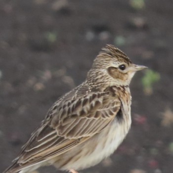 Eurasian Skylark 盛岡南公園 Wed, 5/8/2024