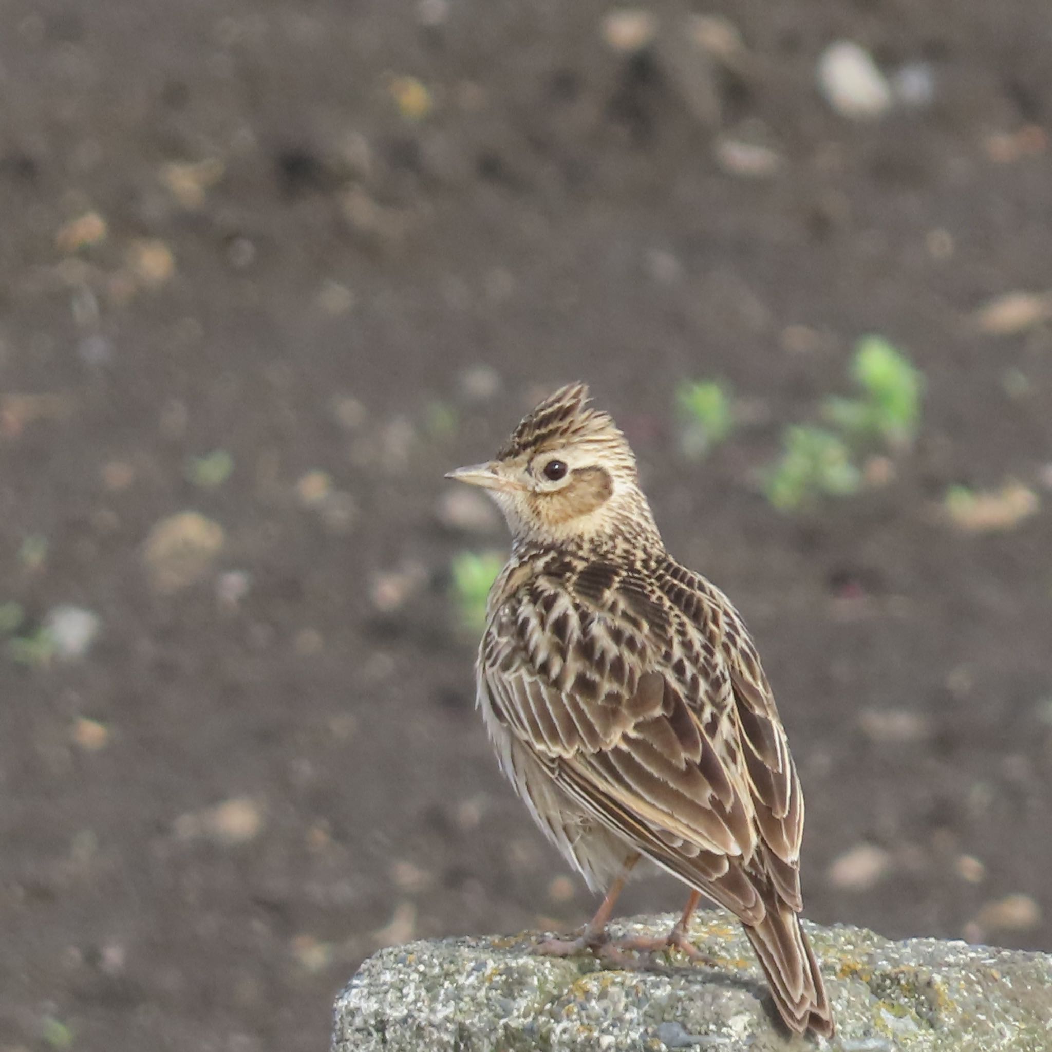 Photo of Eurasian Skylark at 盛岡南公園 by hayabusa