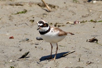 Little Ringed Plover Fujimae Tidal Flat Thu, 5/9/2024