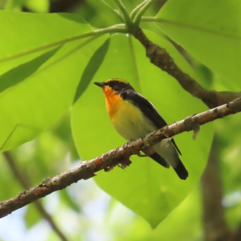 Narcissus Flycatcher 滝沢森林公園 Fri, 5/10/2024