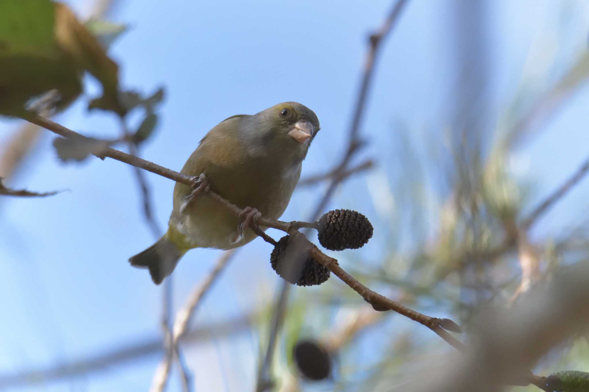 滋賀県甲賀市甲南町創造の森 カワラヒワの写真 by masatsubo