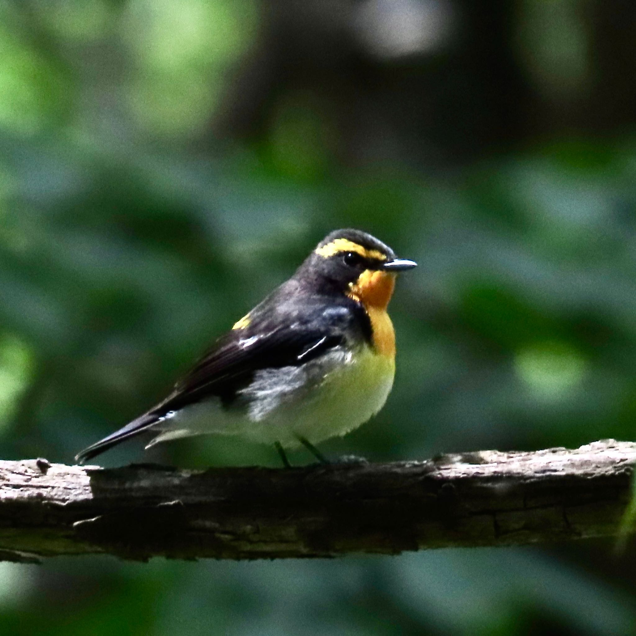 Photo of Narcissus Flycatcher at 滝沢森林公園 by hayabusa