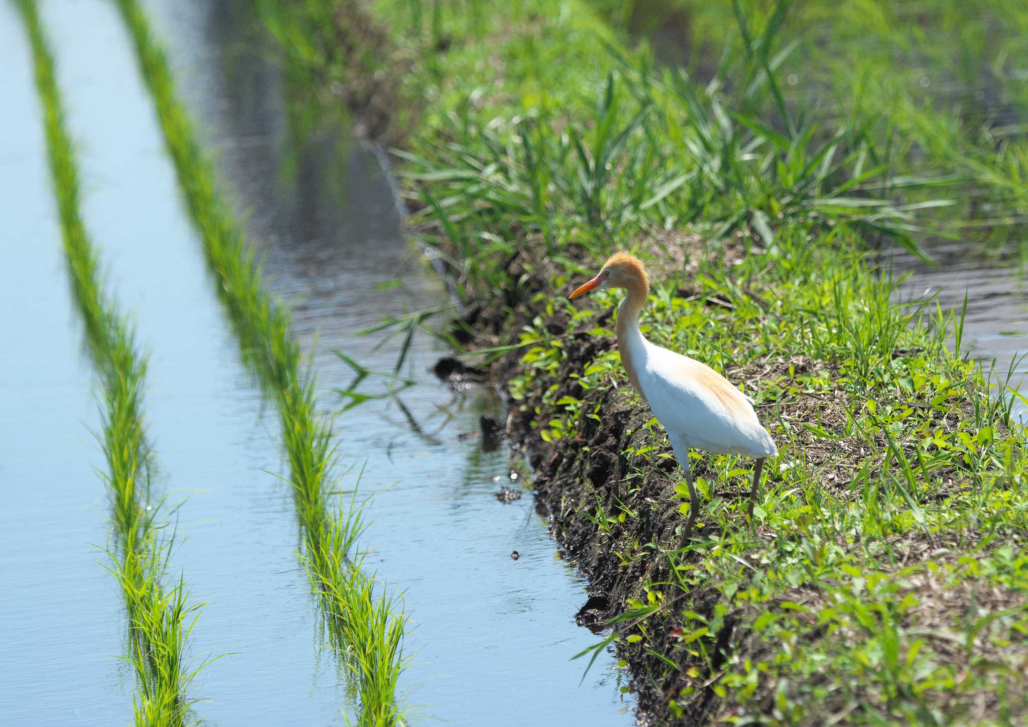 Photo of Eastern Cattle Egret at 千葉 by アカウント14669