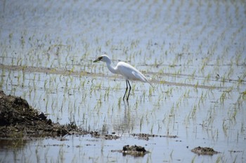 チュウサギ 大久保農耕地 2024年5月10日(金)