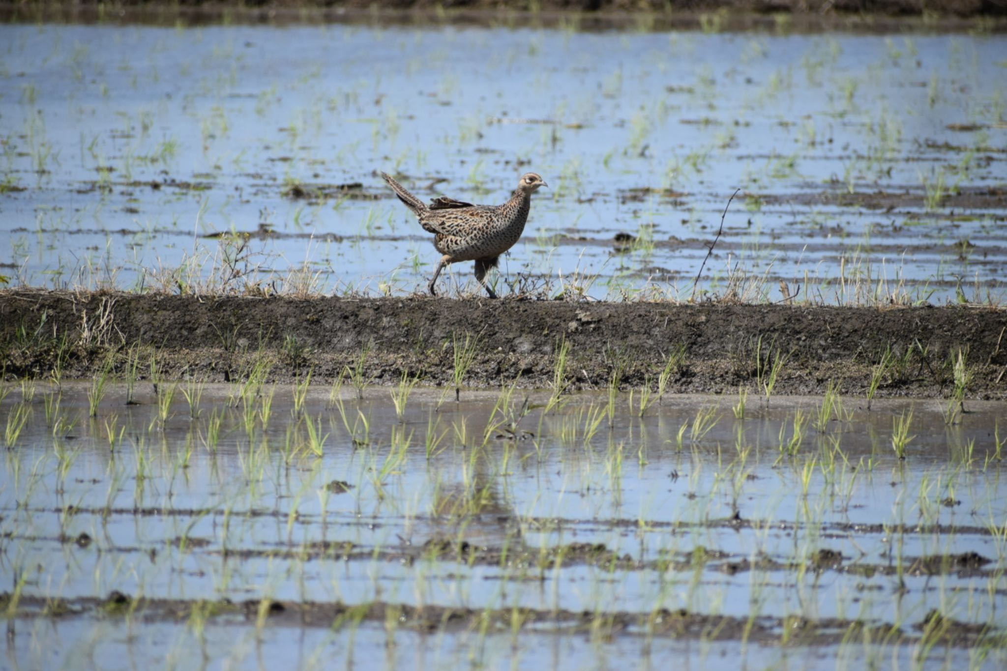 Photo of Green Pheasant at 大久保農耕地 by いっちー🦜🦅🦆鳥好き