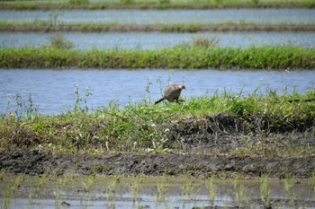 Green Pheasant 大久保農耕地 Fri, 5/10/2024