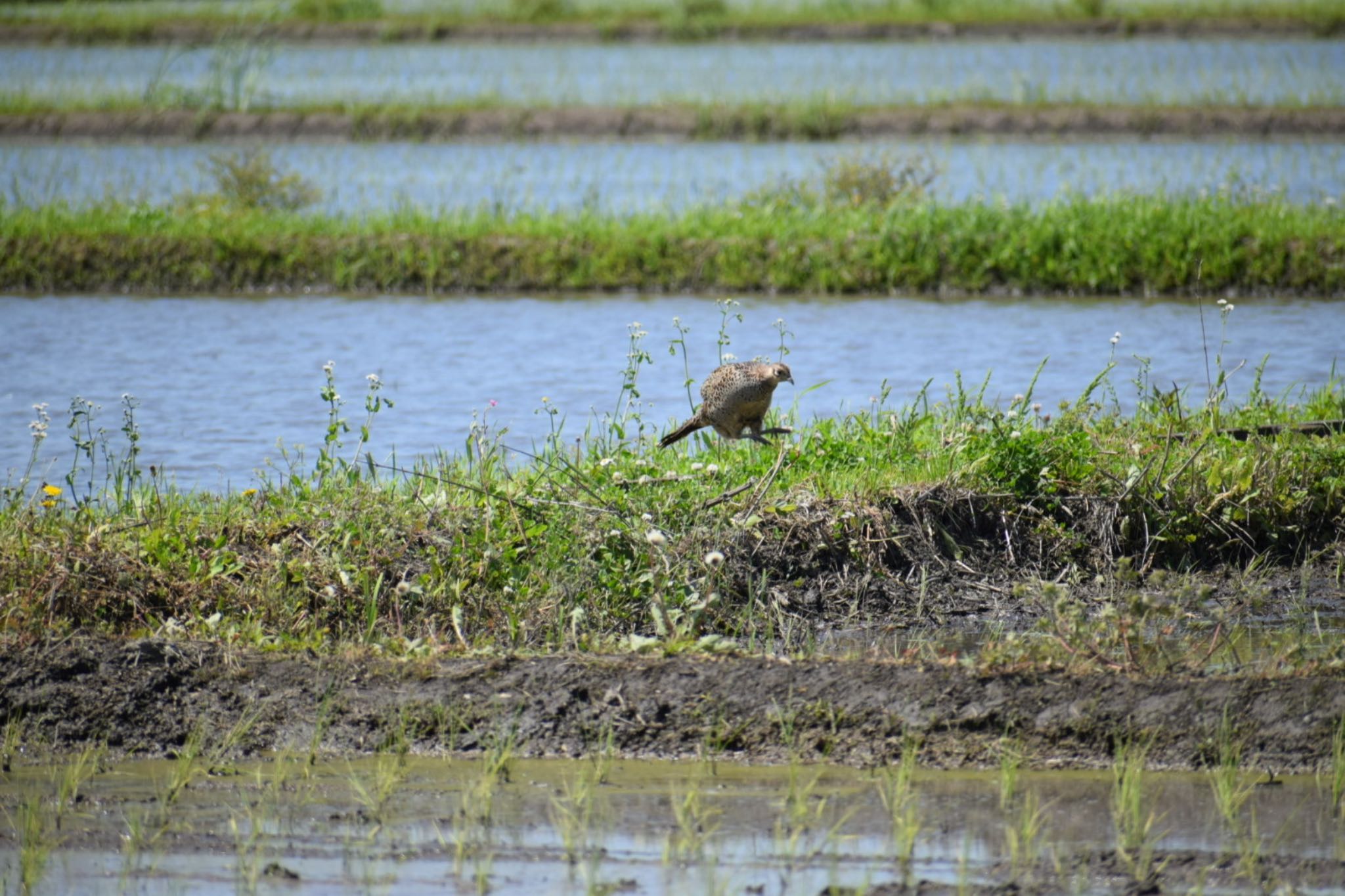 Green Pheasant