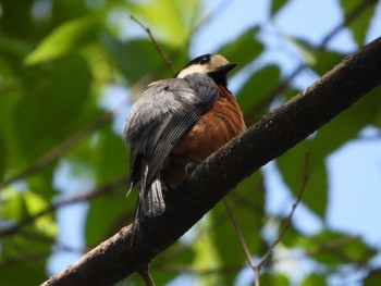 Varied Tit Hattori Ryokuchi Park Sat, 5/4/2024