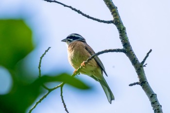 Meadow Bunting Akigase Park Fri, 5/10/2024