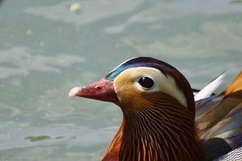 Mandarin Duck 中島公園 Fri, 5/10/2024