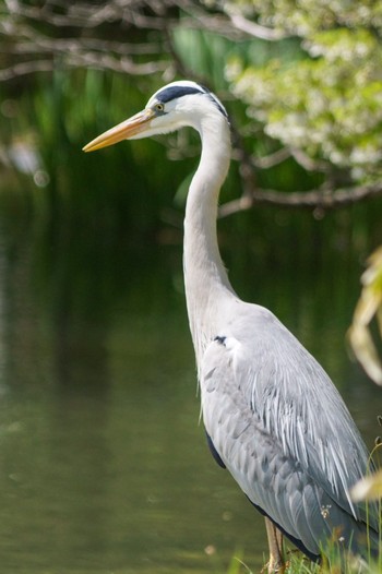 Grey Heron 中島公園 Fri, 5/10/2024