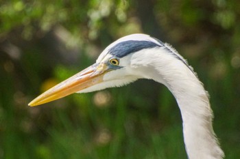 Grey Heron 中島公園 Fri, 5/10/2024