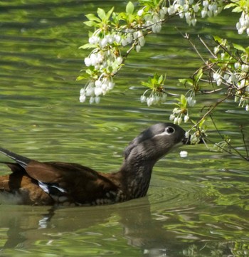 Mandarin Duck 中島公園 Fri, 5/10/2024