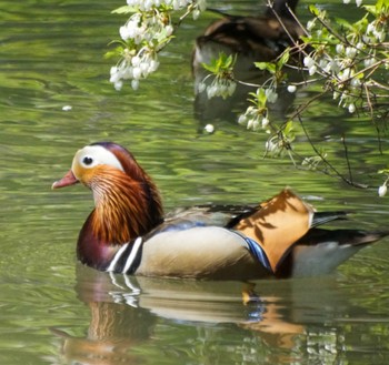 Mandarin Duck 中島公園 Fri, 5/10/2024