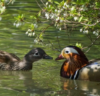 Mandarin Duck 中島公園 Fri, 5/10/2024