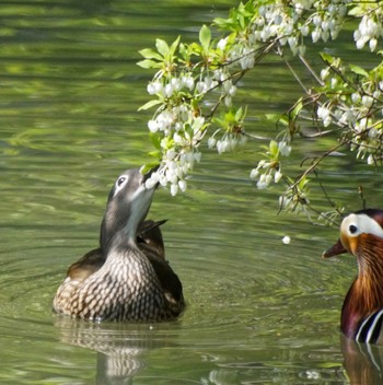 Mandarin Duck 中島公園 Fri, 5/10/2024