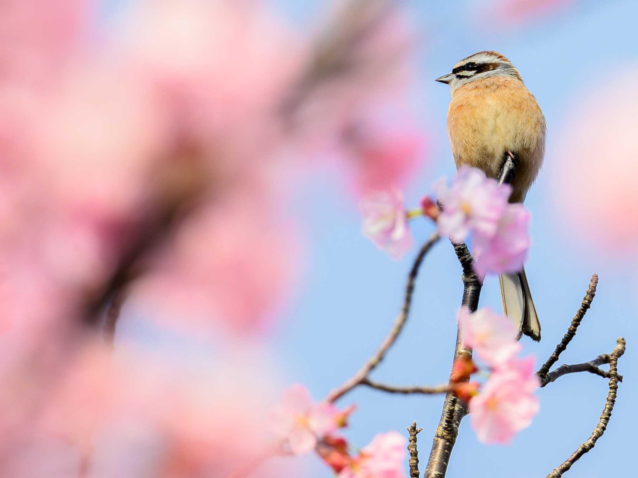 Photo of Meadow Bunting at 札幌 by North* Star*