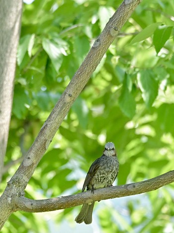 Brown-eared Bulbul 職場 Fri, 5/10/2024