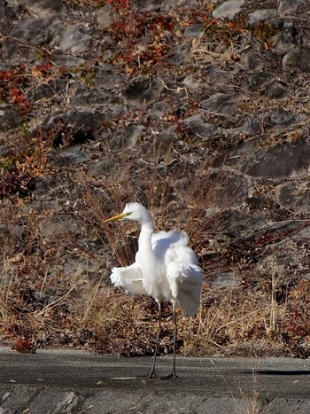 Great Egret 山梨県森林公園金川の森(山梨県笛吹市) Tue, 1/2/2024