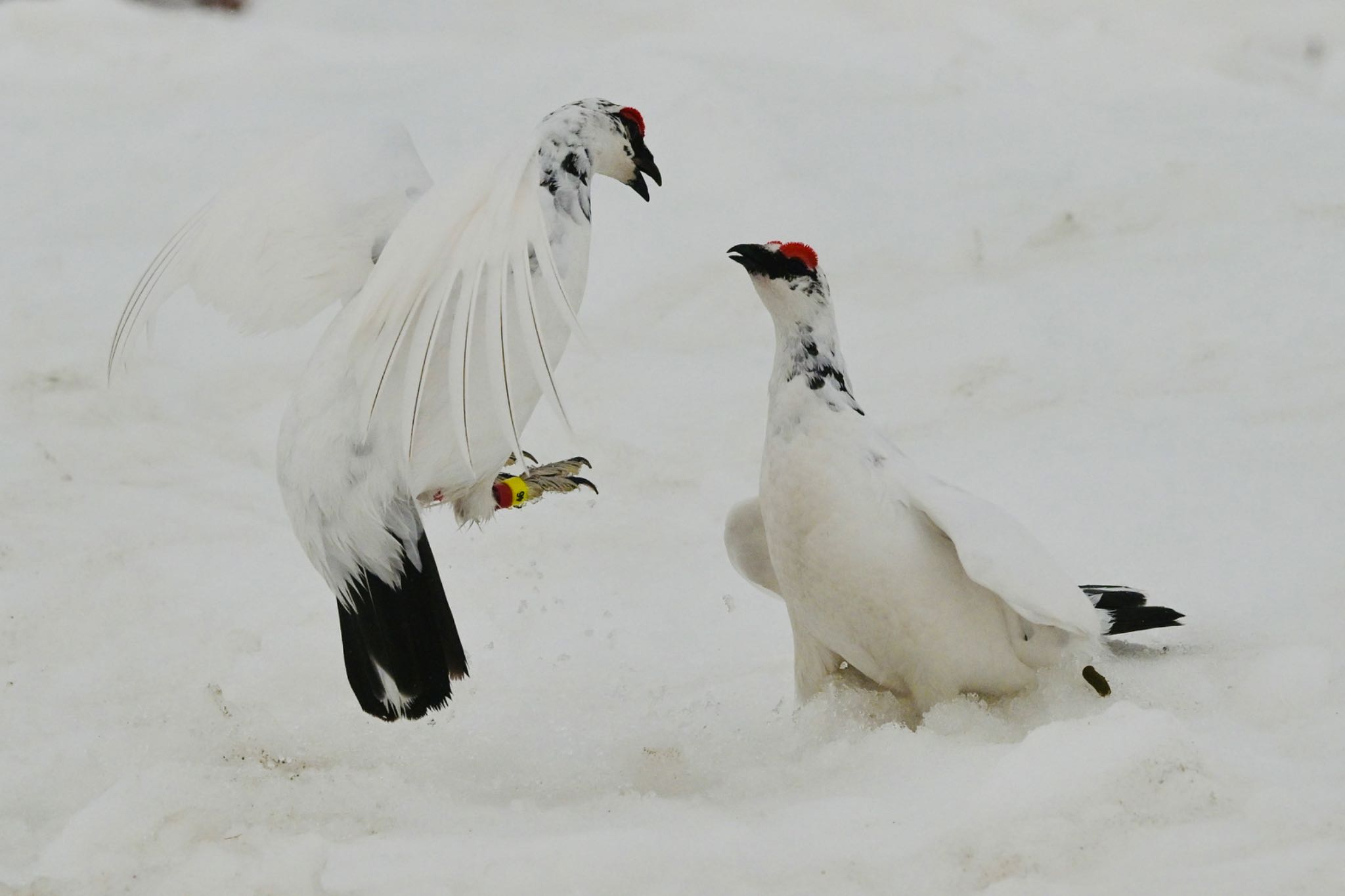 Photo of Rock Ptarmigan at  by 美妃8