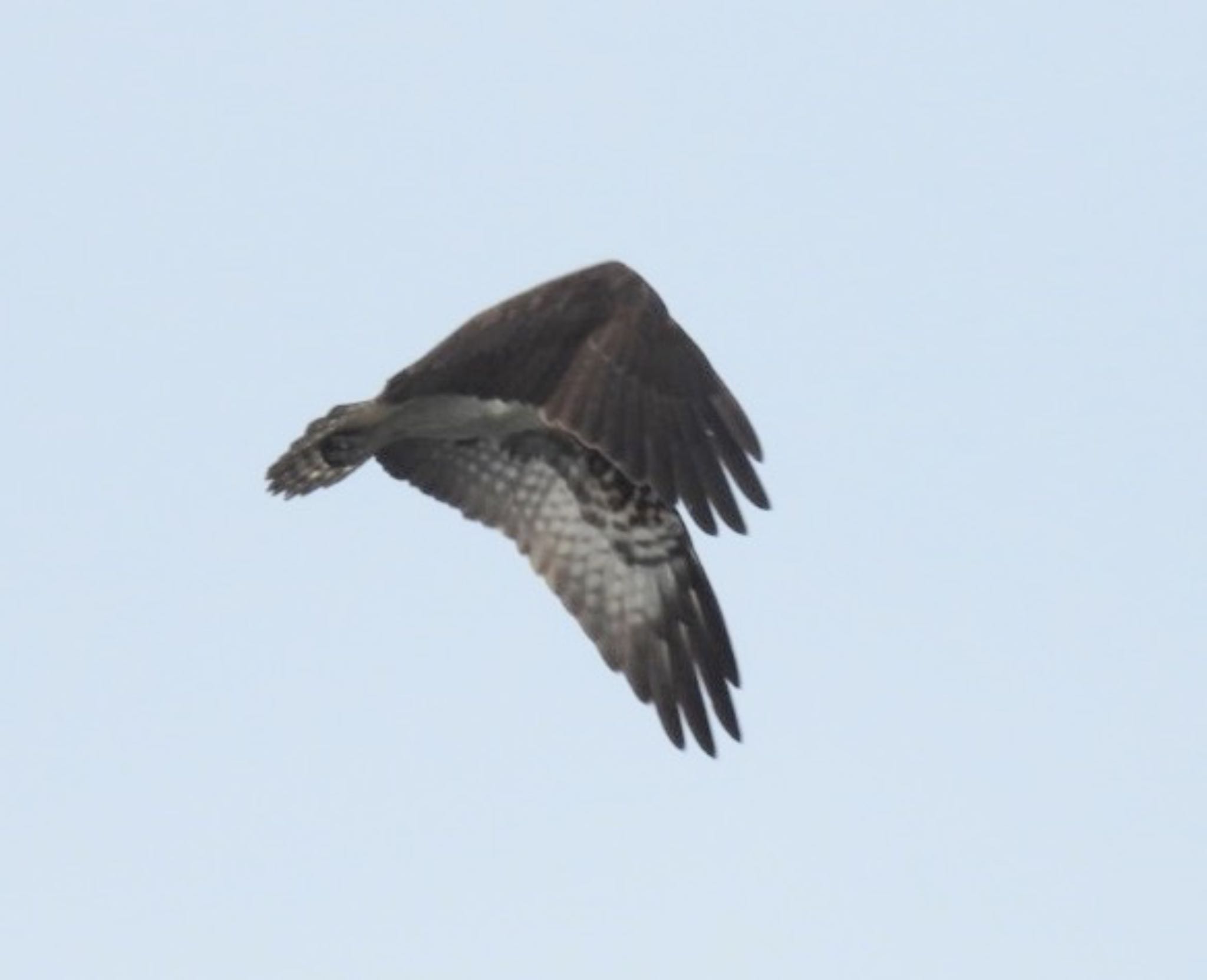 Photo of Osprey at 壹岐 by ぷちな