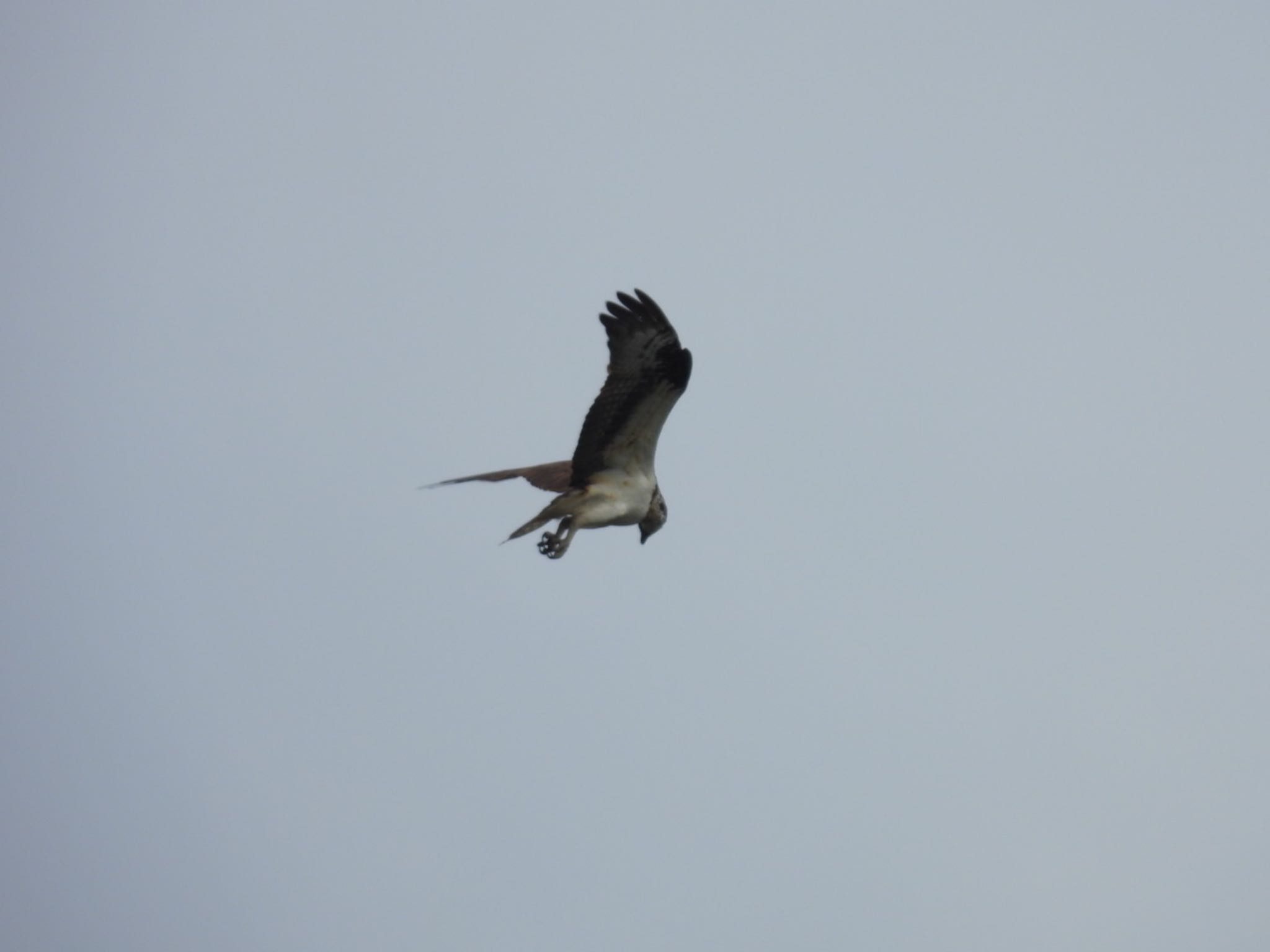 Photo of Osprey at 壹岐 by ぷちな