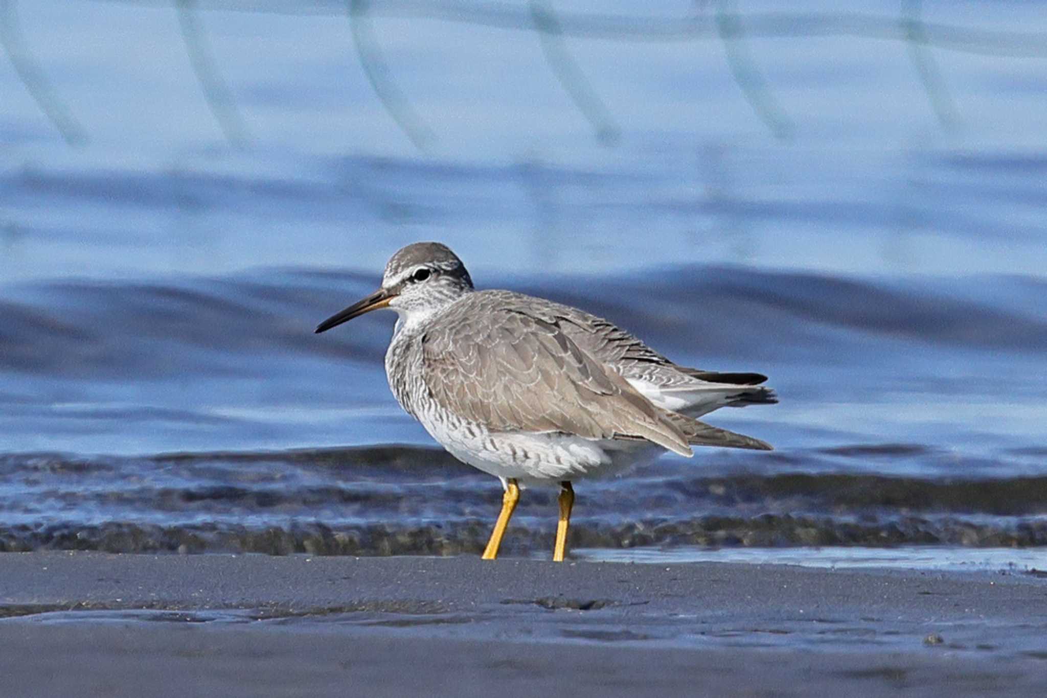 Photo of Grey-tailed Tattler at Sambanze Tideland by yasu