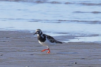 Ruddy Turnstone Sambanze Tideland Fri, 5/10/2024