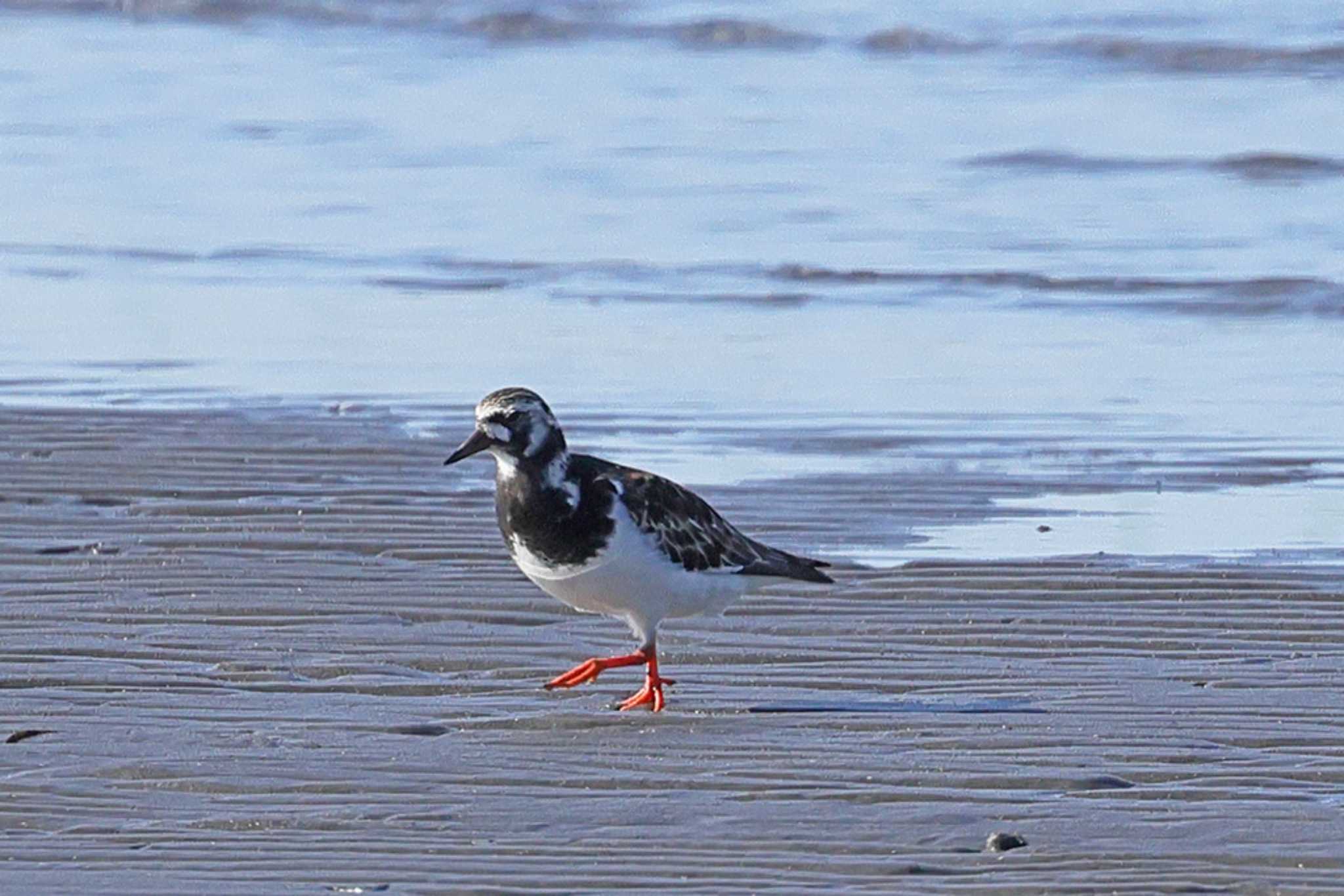 Ruddy Turnstone