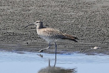 チュウシャクシギ ふなばし三番瀬海浜公園 2024年5月10日(金)