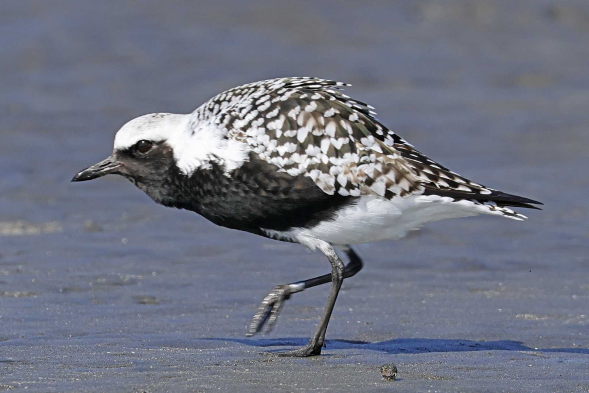 Grey Plover